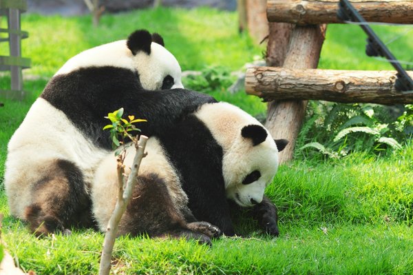 Quelles croisières incluent des visites de sanctuaires de pandas en Chine?